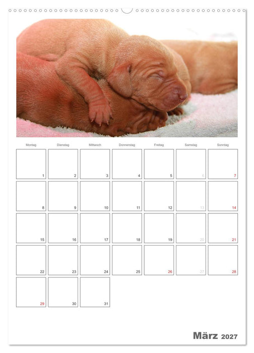 Magyar Vizsla (CALVENDO Premium Wandkalender 2027)