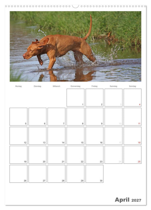 Magyar Vizsla (CALVENDO Premium Wandkalender 2027)