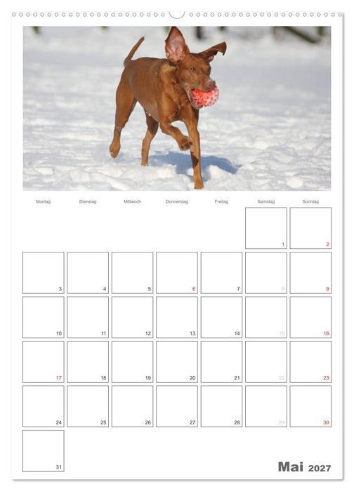 Magyar Vizsla (CALVENDO Premium Wandkalender 2027)