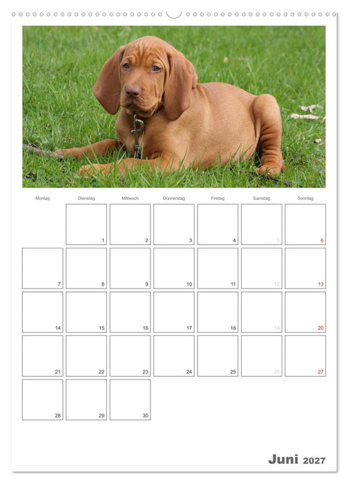 Magyar Vizsla (CALVENDO Premium Wandkalender 2027)