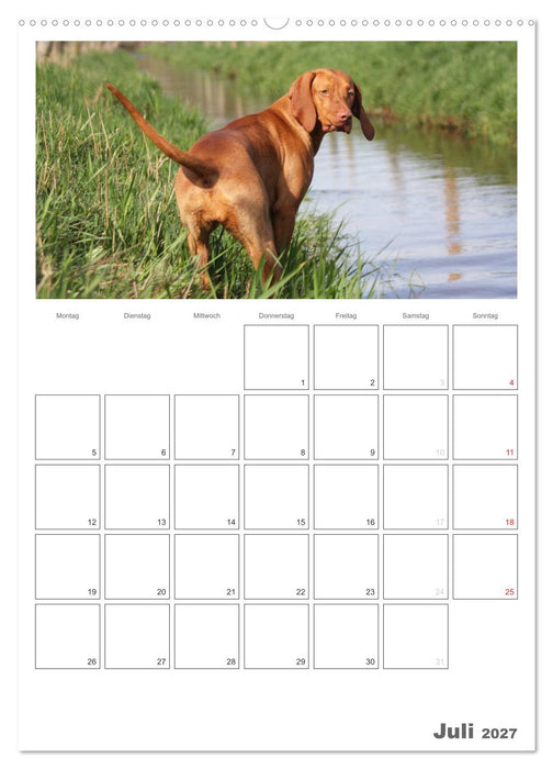 Magyar Vizsla (CALVENDO Premium Wandkalender 2027)