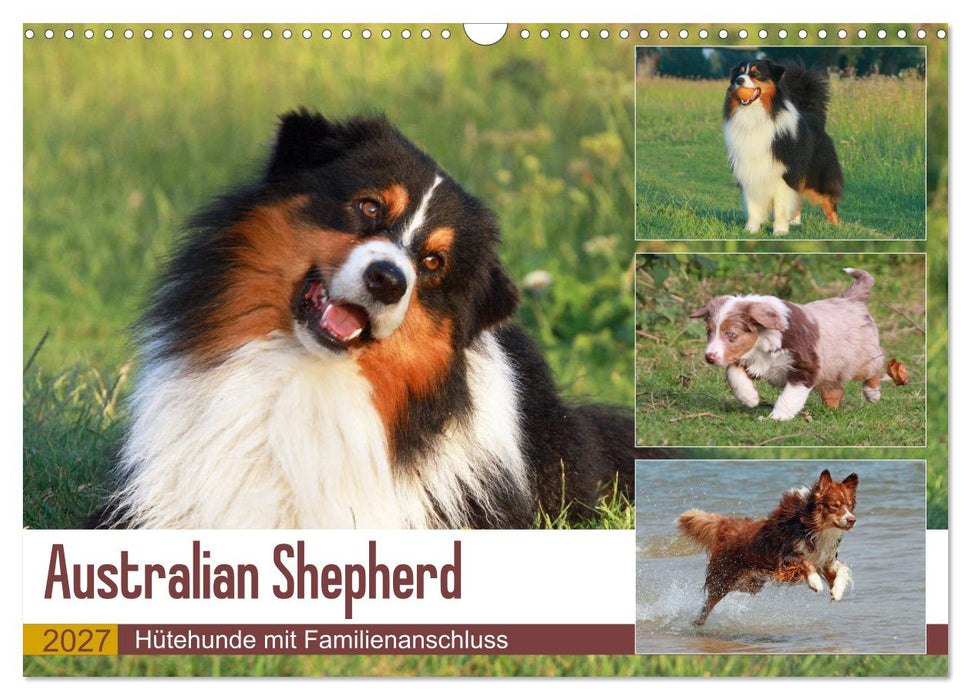 Australian Shepherd - Hütehunde mit Familienanschluss (CALVENDO Wandkalender 2027)