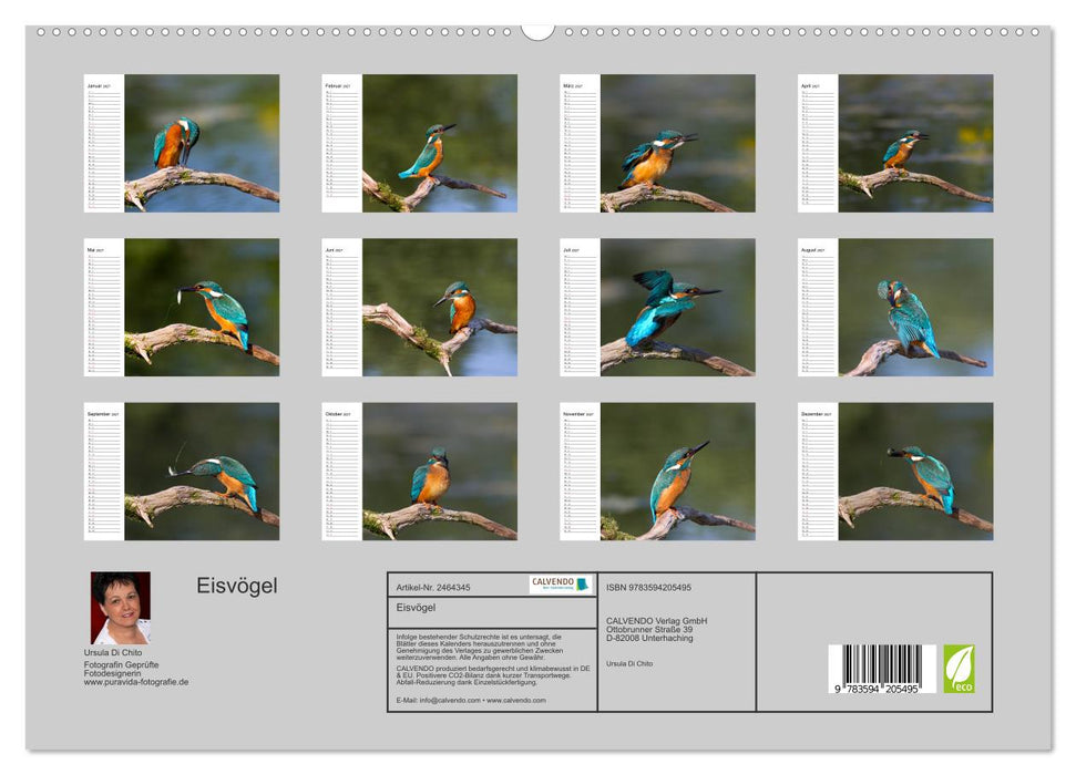 Eisvögel (CALVENDO Premium Wandkalender 2027)