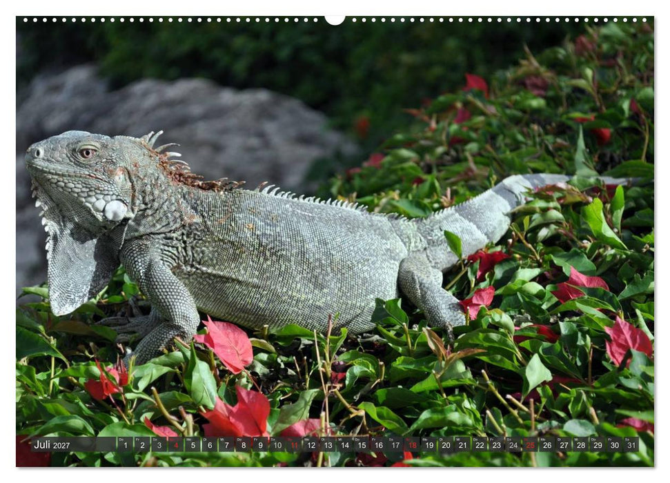 Wilde Fauna - Reptilien (CALVENDO Premium Wandkalender 2027)