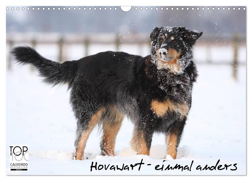 Hovawarte - einmal anders (CALVENDO Wandkalender 2027)