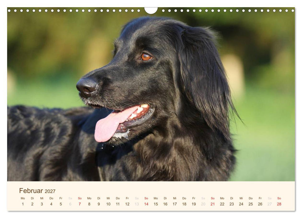 Hovawarte - einmal anders (CALVENDO Wandkalender 2027)