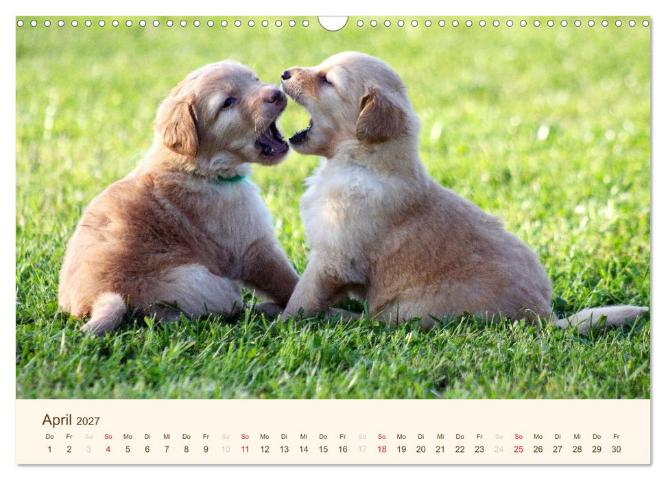 Hovawarte - einmal anders (CALVENDO Wandkalender 2027)