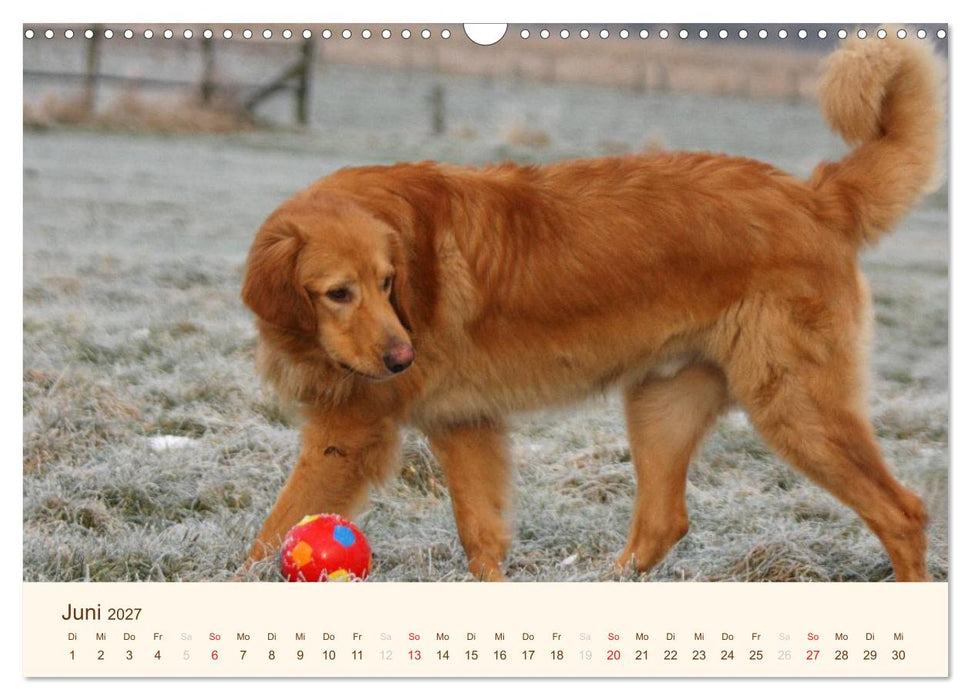 Hovawarte - einmal anders (CALVENDO Wandkalender 2027)