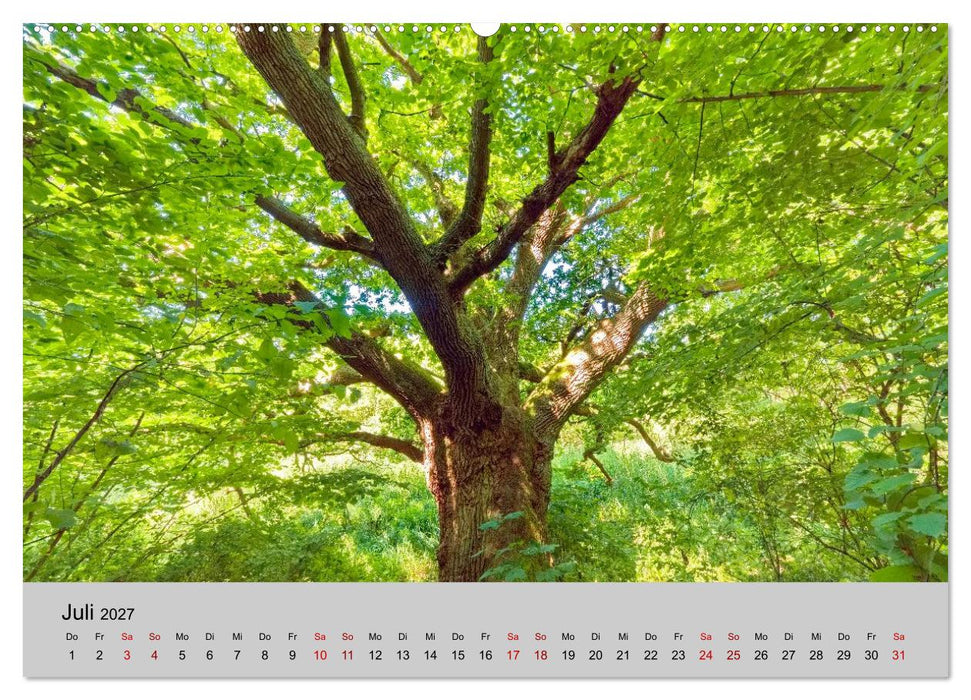 Biosphärenreservat Schaalsee (CALVENDO Premium Wandkalender 2027)