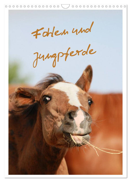 Fohlen und Jungpferde (CALVENDO Wandkalender 2027)