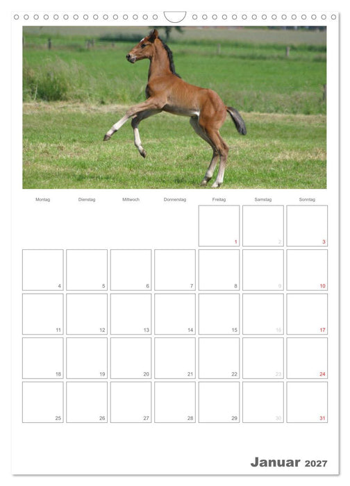 Fohlen und Jungpferde (CALVENDO Wandkalender 2027)