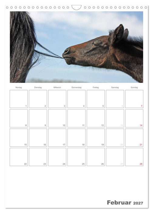 Fohlen und Jungpferde (CALVENDO Wandkalender 2027)