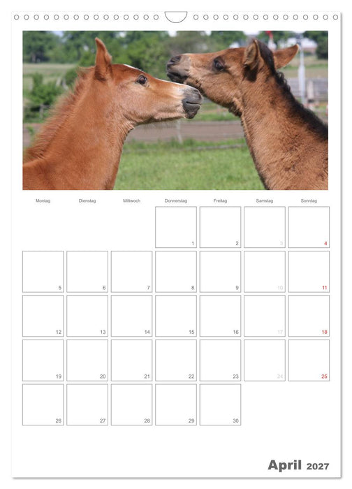 Fohlen und Jungpferde (CALVENDO Wandkalender 2027)