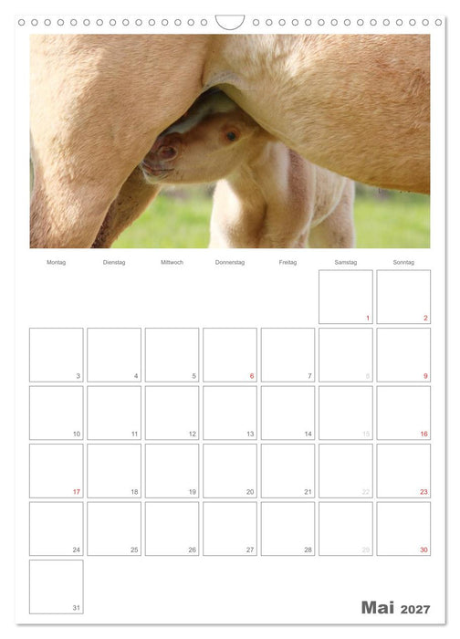 Fohlen und Jungpferde (CALVENDO Wandkalender 2027)