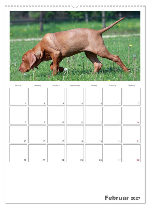 Magyar Vizsla (CALVENDO Wandkalender 2027)