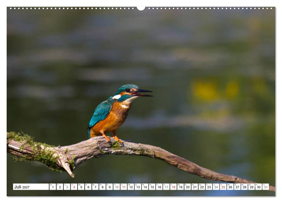 Eisvögel (Alcedo atthis) - Edelsteine der Natur (CALVENDO Premium Wandkalender 2027)