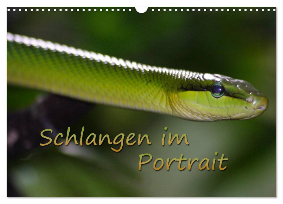 Schlangen im Portrait (CALVENDO Wandkalender 2027)