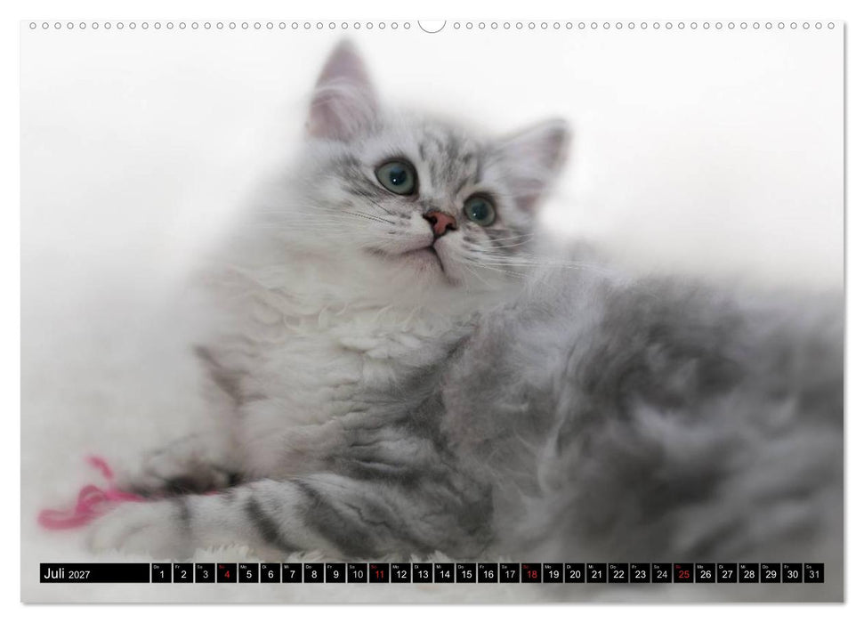 Rassekatzen (CALVENDO Premium Wandkalender 2027)