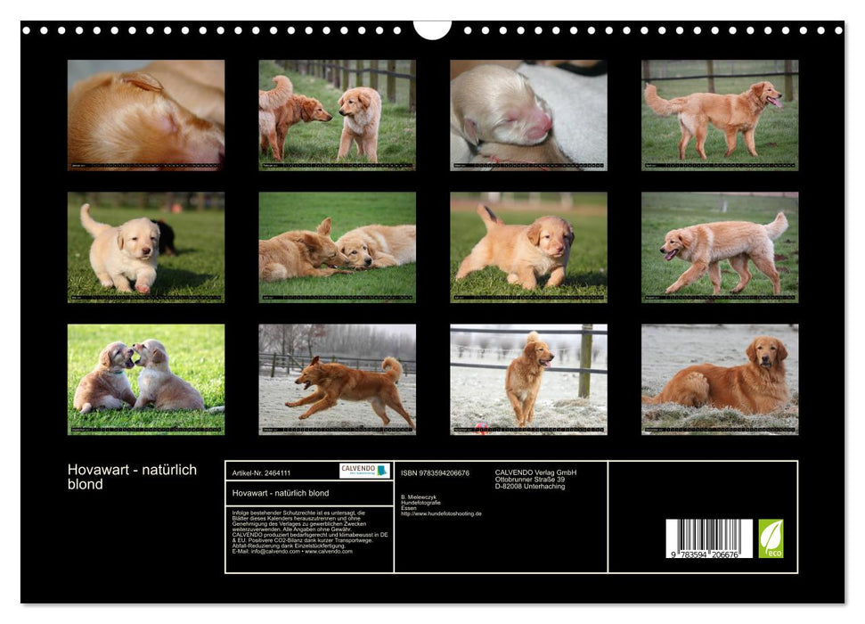Hovawart - natürlich blond (CALVENDO Wandkalender 2027)