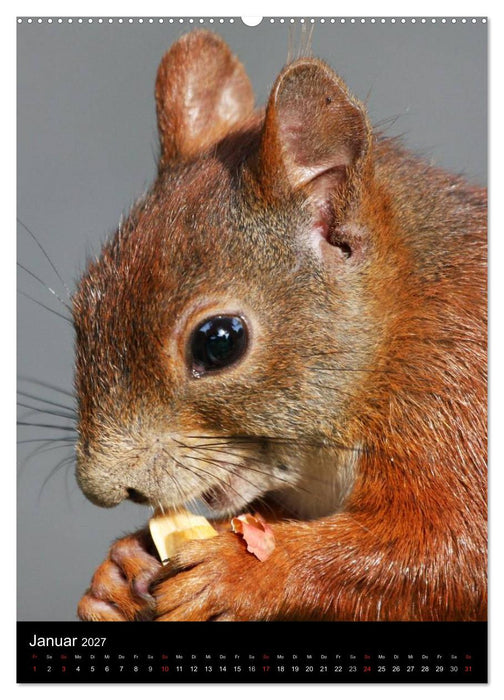 Eichhörnchen (CALVENDO Wandkalender 2027)