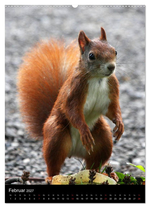 Eichhörnchen (CALVENDO Wandkalender 2027)