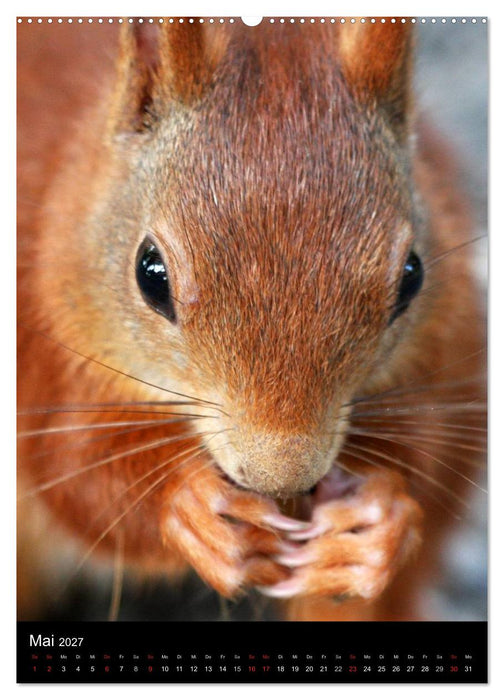 Eichhörnchen (CALVENDO Wandkalender 2027)