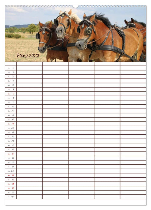 Der Kaltblut-Familienplaner (CALVENDO Wandkalender 2027)
