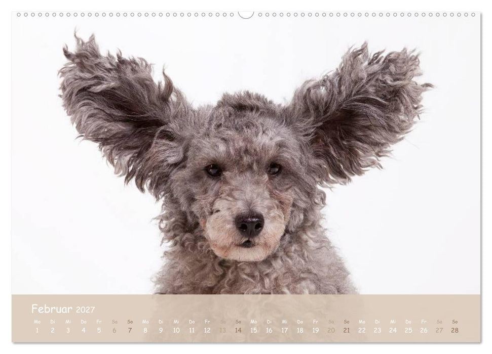 "SCHLAPPOHREN" (CALVENDO Premium Wandkalender 2027)