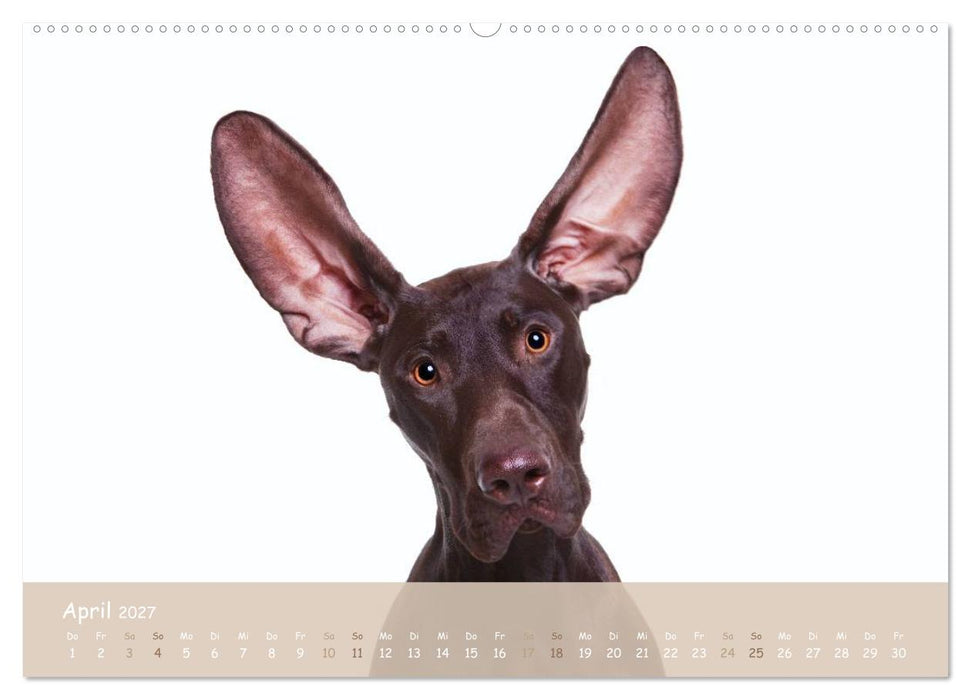 "SCHLAPPOHREN" (CALVENDO Premium Wandkalender 2027)