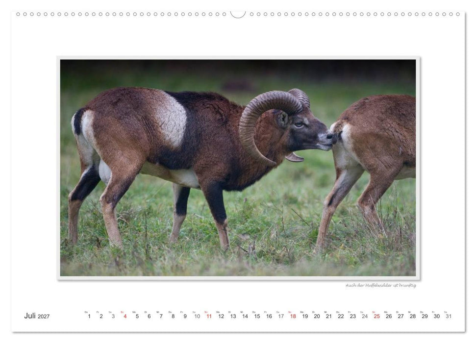 Emotionale Momente: Tierischer Sex. (CALVENDO Premium Wandkalender 2027)