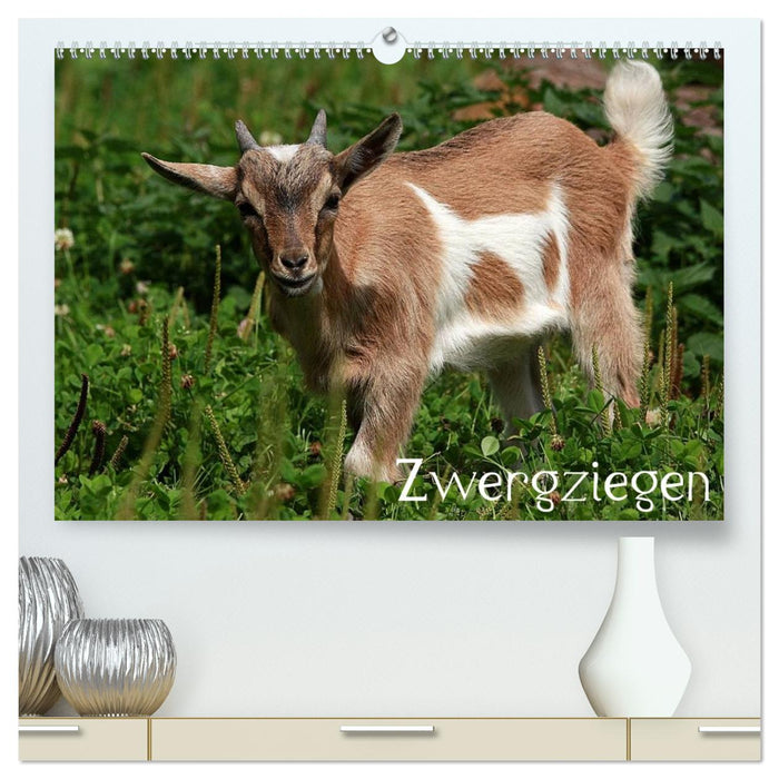 Zwergziegen (CALVENDO Premium Wandkalender 2027)