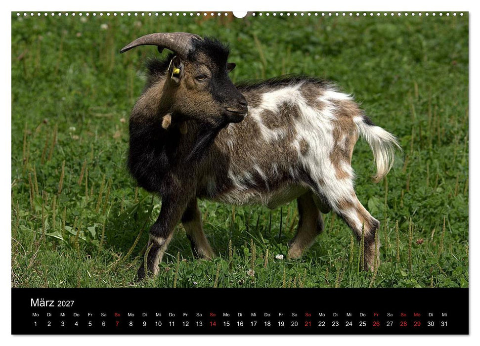 Zwergziegen (CALVENDO Premium Wandkalender 2027)