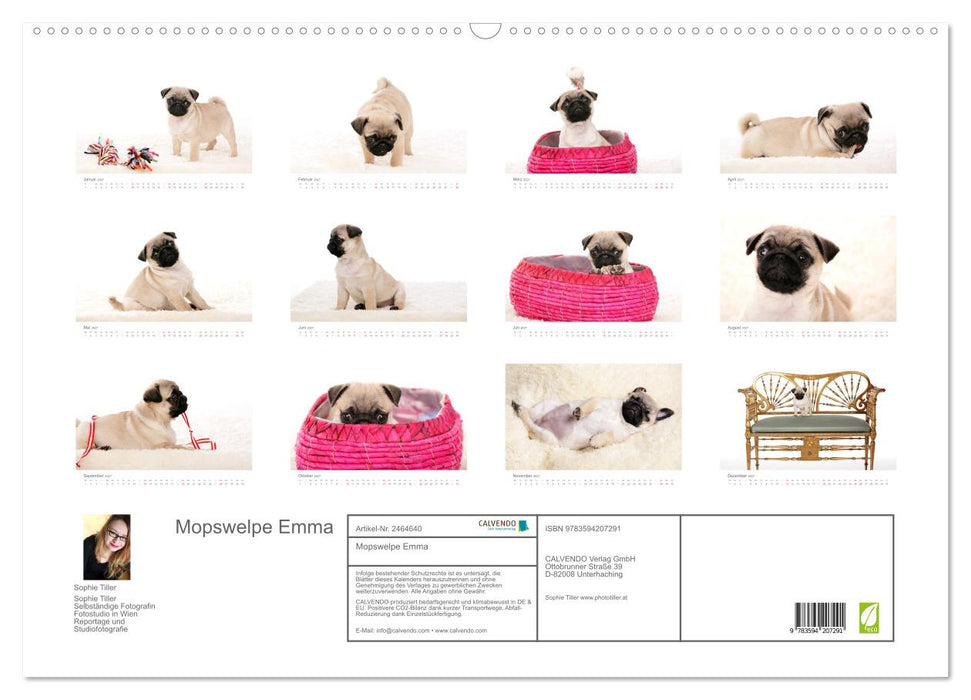 Mopswelpe Emma (CALVENDO Wandkalender 2027)