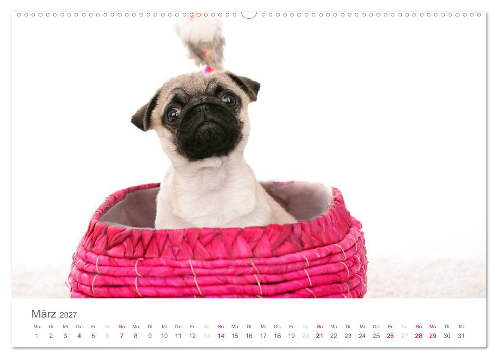 Mopswelpe Emma (CALVENDO Wandkalender 2027)