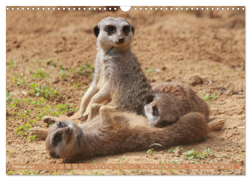 Erdmännchen Familienbande (CALVENDO Wandkalender 2027)