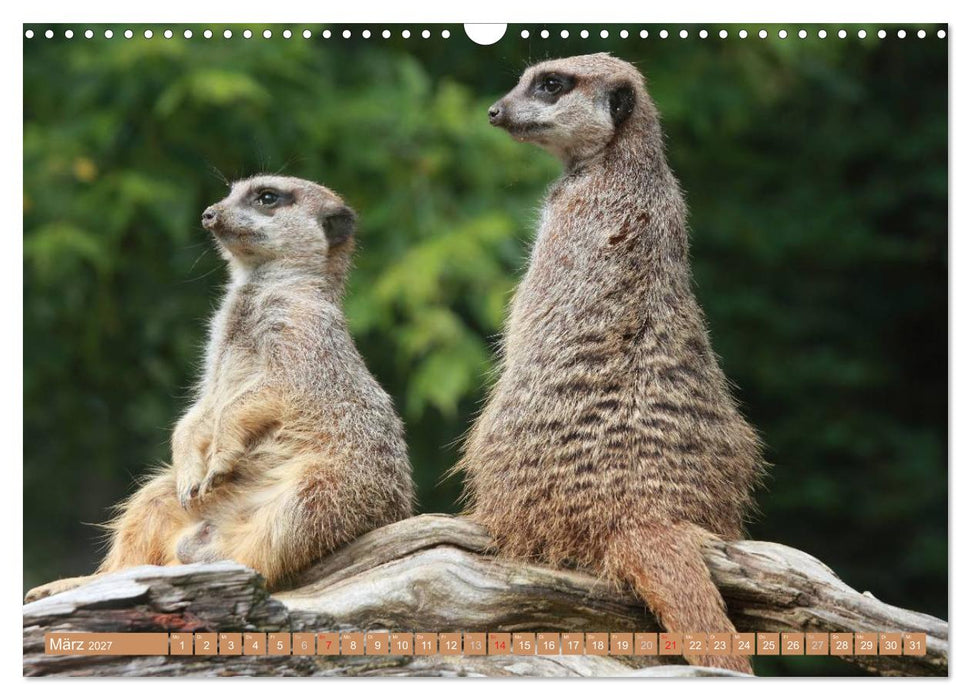 Erdmännchen Familienbande (CALVENDO Wandkalender 2027)