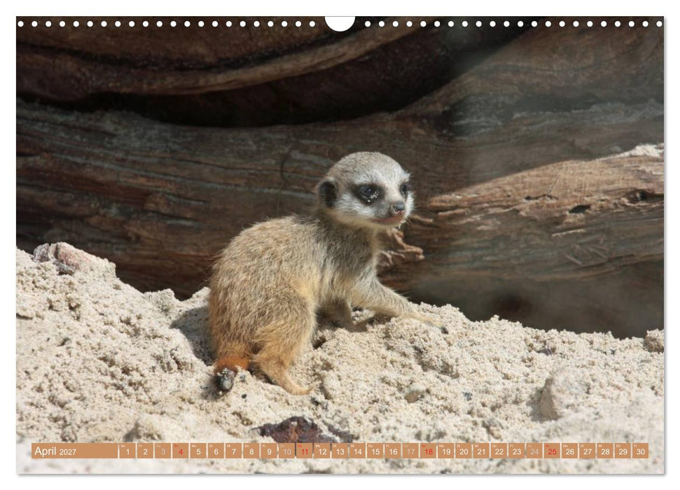 Erdmännchen Familienbande (CALVENDO Wandkalender 2027)