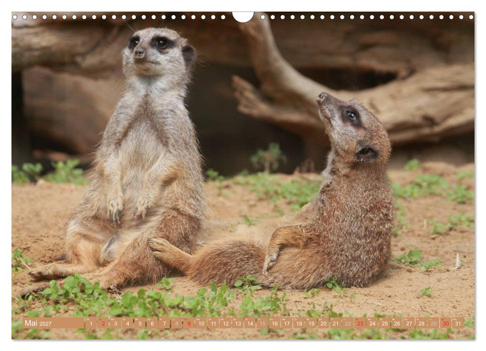 Erdmännchen Familienbande (CALVENDO Wandkalender 2027)