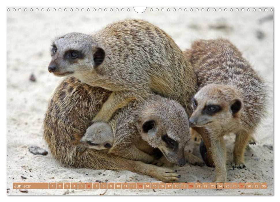 Erdmännchen Familienbande (CALVENDO Wandkalender 2027)