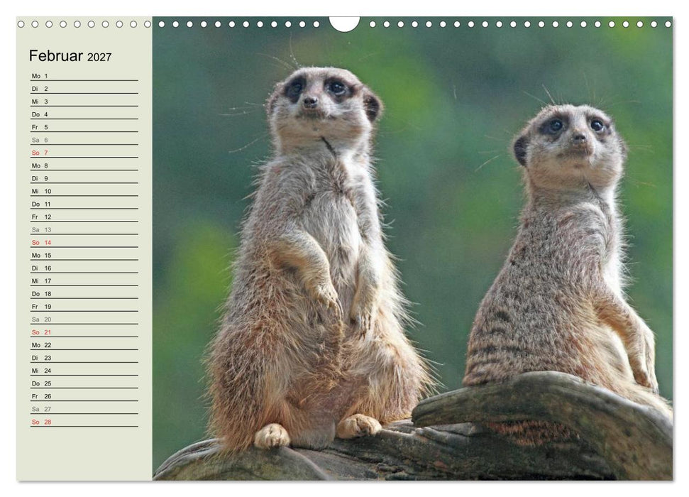 Erdmännchen (CALVENDO Wandkalender 2027)