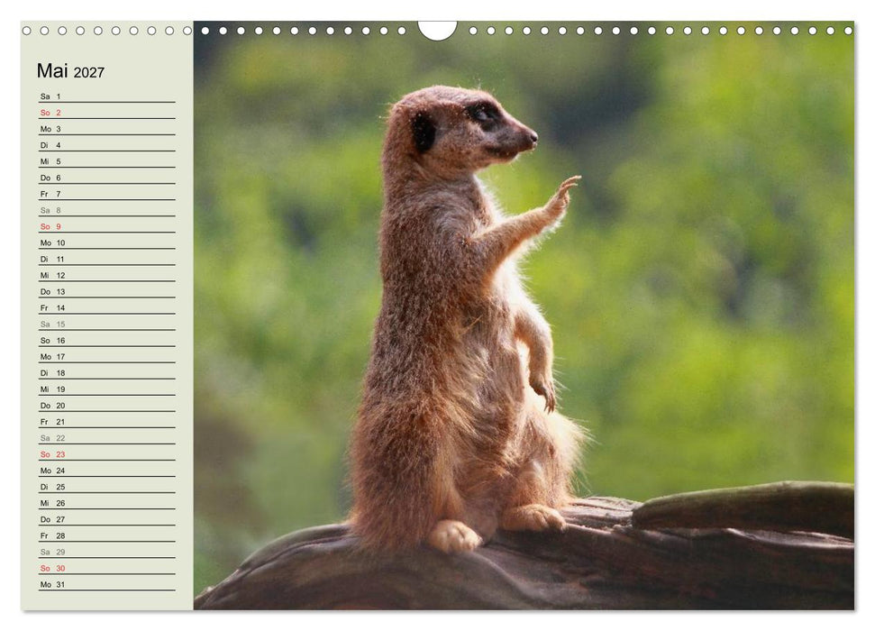 Erdmännchen (CALVENDO Wandkalender 2027)