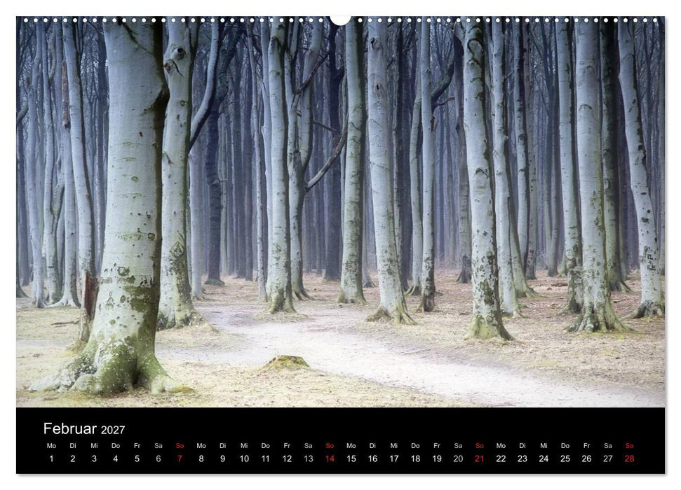 Baumporträts 2027 (CALVENDO Wandkalender 2027)