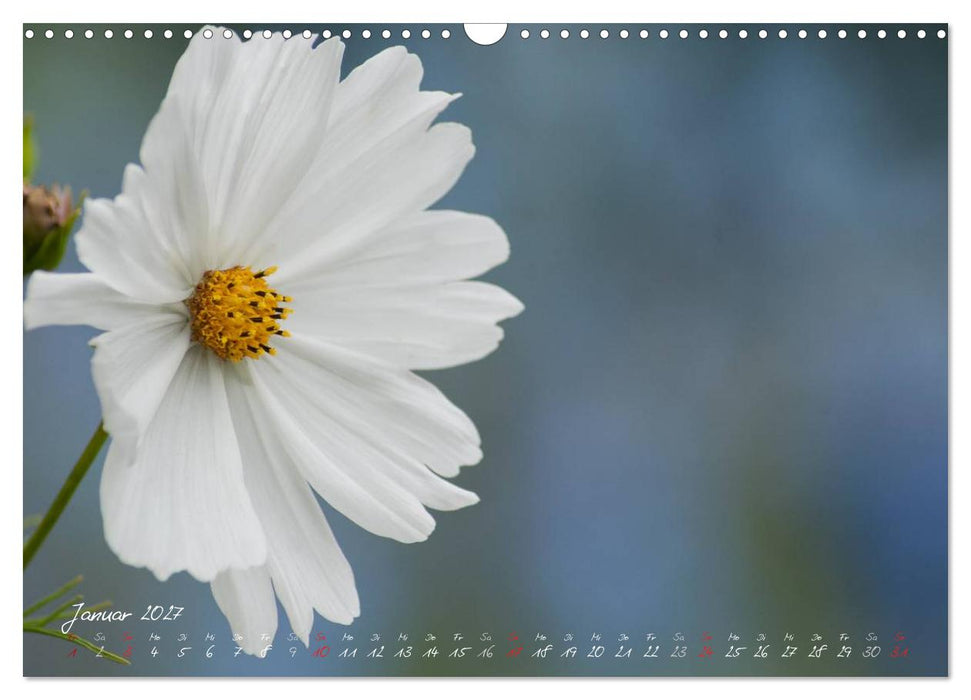 Blütenzauber in meinem Garten (CALVENDO Wandkalender 2027)