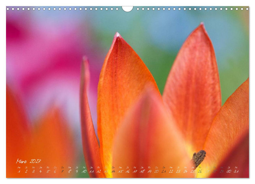 Blütenzauber in meinem Garten (CALVENDO Wandkalender 2027)