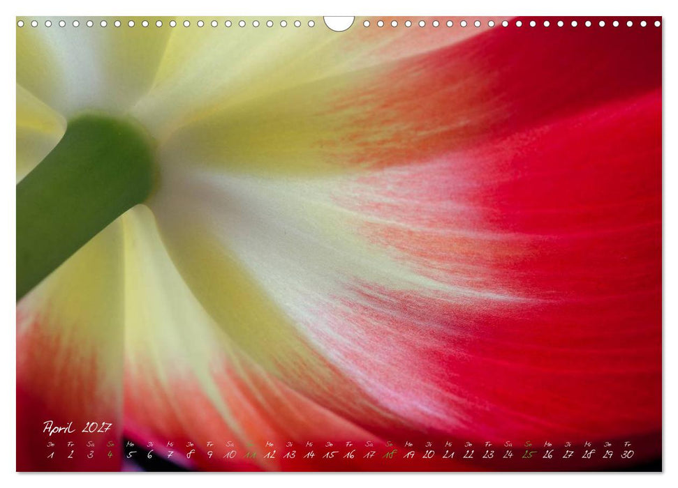 Blütenzauber in meinem Garten (CALVENDO Wandkalender 2027)