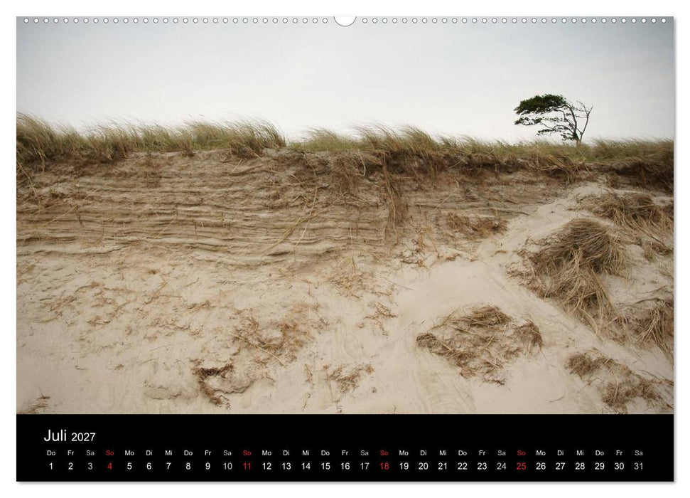 Baumporträts 2027 (CALVENDO Premium Wandkalender 2027)