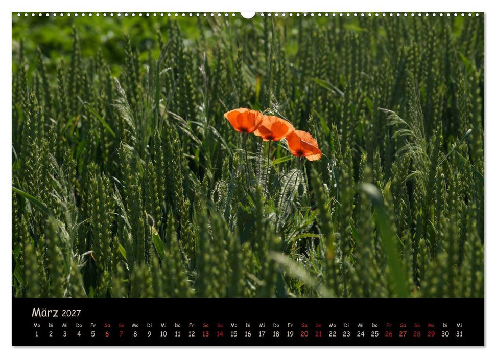 Just Mohn (CALVENDO Wandkalender 2027)