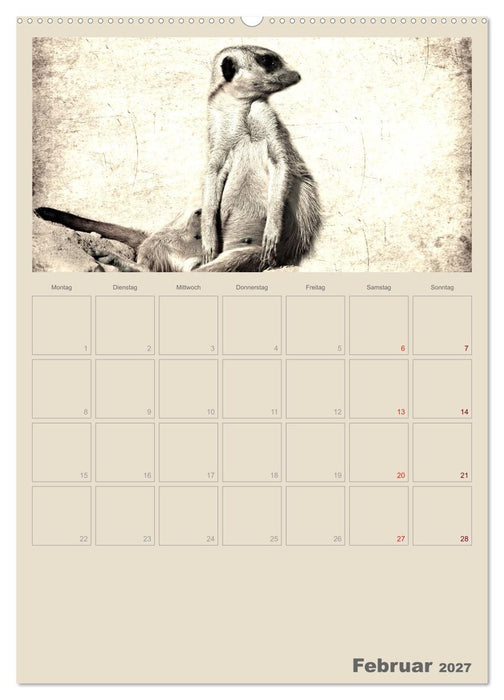 Lustige Erdmännchen (CALVENDO Premium Wandkalender 2027)