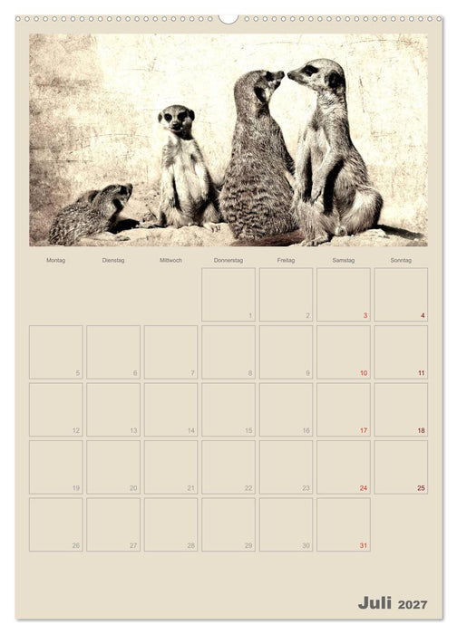 Lustige Erdmännchen (CALVENDO Premium Wandkalender 2027)