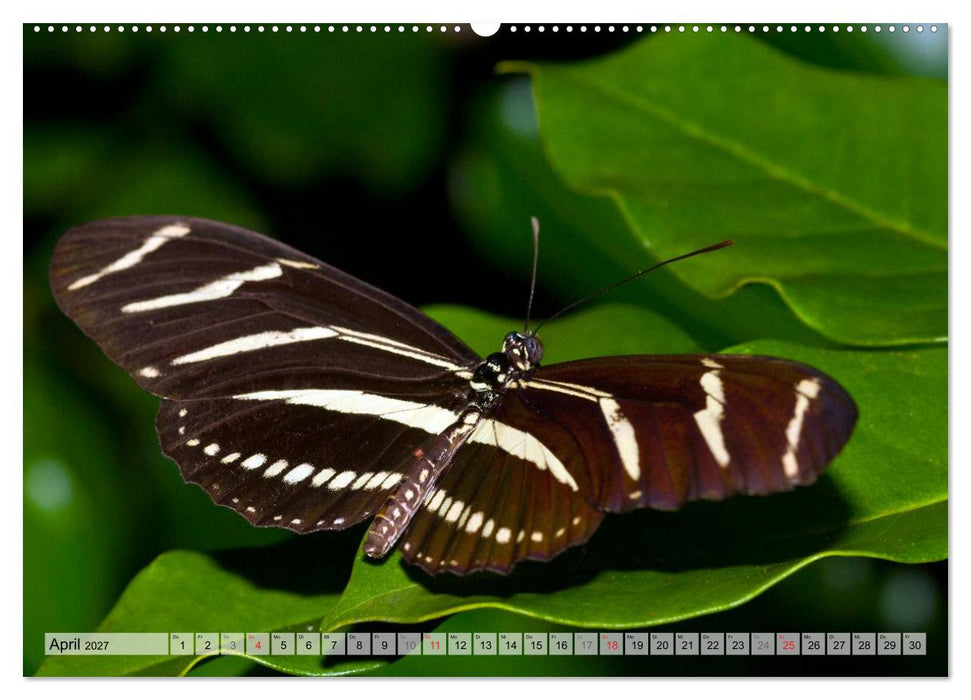 Schmetterlinge - zarte Geschöpfe der Natur (CALVENDO Wandkalender 2027)